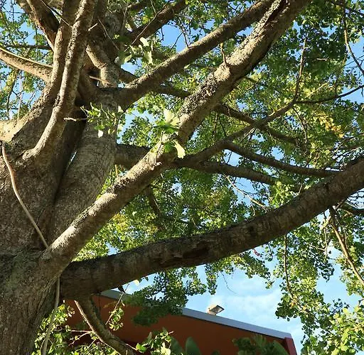 Consuls Дом отдыха Понта-Делгада